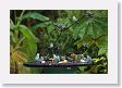 SelvaVerde - 016 * Blue-gray Tanager, Palm Tanager, Clay-colored Robin, Red-legged Honeycreeper * Blue-gray Tanager, Palm Tanager, Clay-colored Robin, Red-legged Honeycreeper